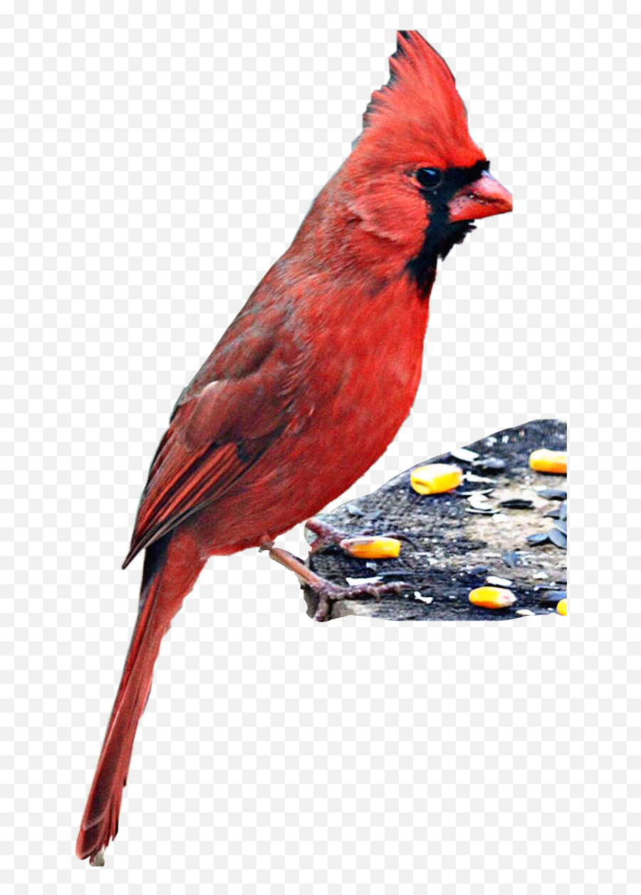 Perched Cardinal Bird Petsandanimals - Northern Cardinal Emoji,Cardinal Bird Emoji