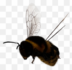 Bee Bumblebee Insects Sticker - Parasitism Emoji