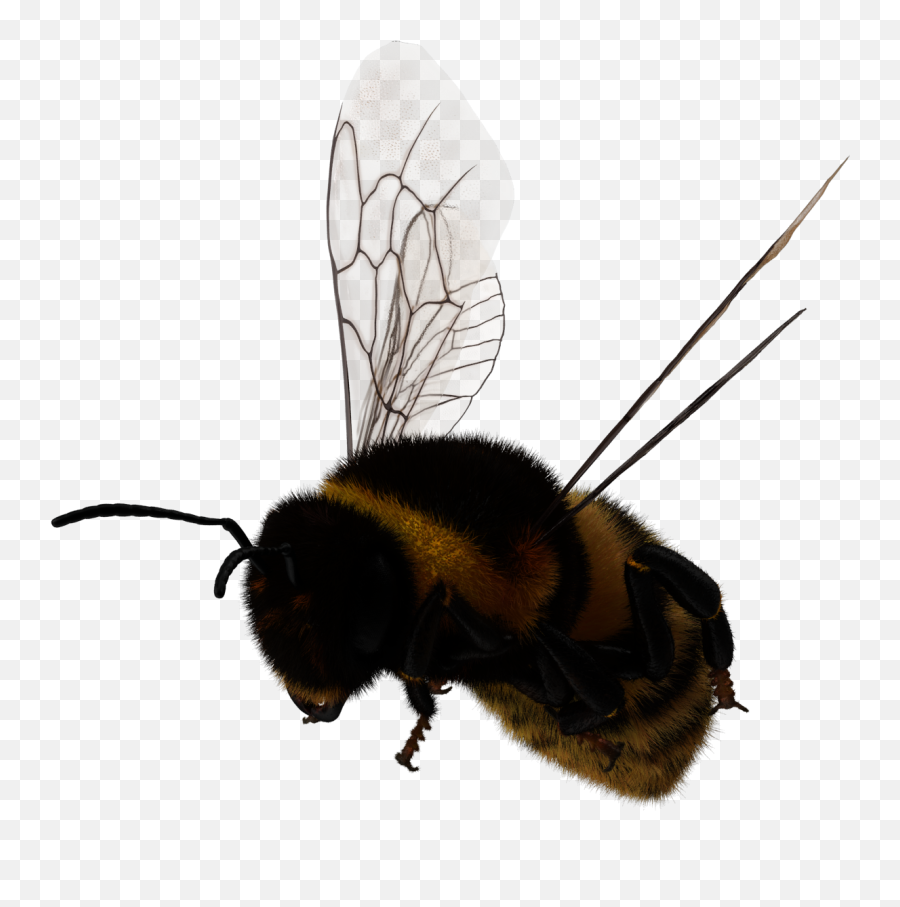 Bee Bumblebee Insects Insect Sticker - Parasitism Emoji,Bumblebee Emoji