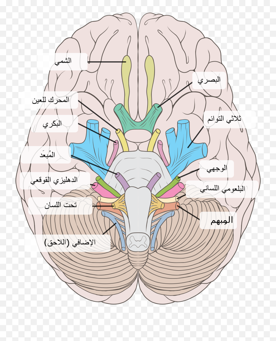 Cranial Nerves Labeled Emoji,Wu Tang Emoji
