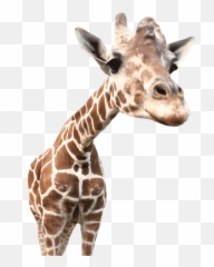 Giraffe Giraffes Animals Animal Nature Ftestickers Stic - Giraffe Emoji,Giraffe Emoji