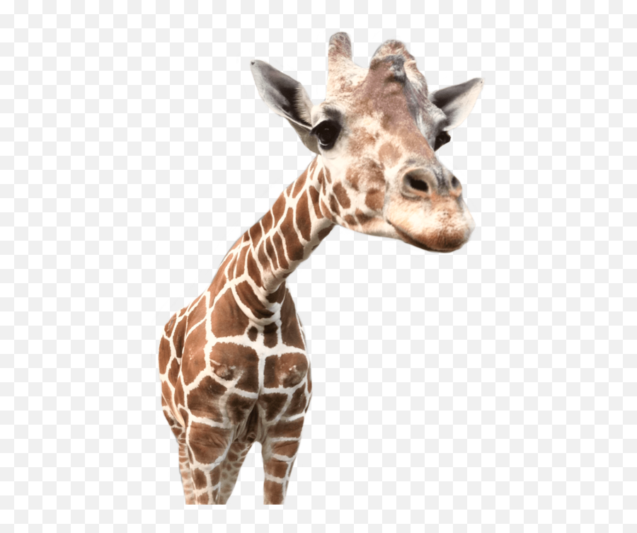 Giraffe Giraffes Animals Animal Nature Ftestickers Stic - Giraffe Emoji,Giraffe Emoji