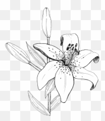 Download Lily Linedrawing - Tiger Lily Emoji,Lily Pad Emoji