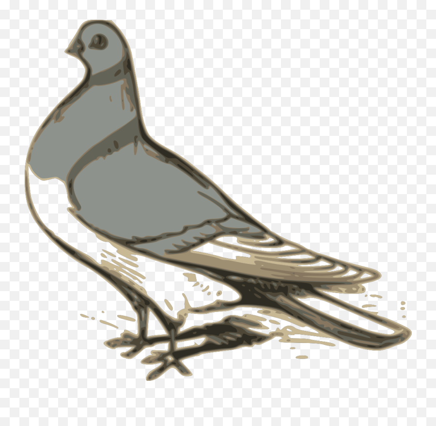 Pigeon Png Svg Clip Art For Web - Download Clip Art Png Clip Art Burung Dara Emoji,Pigeon Emoji