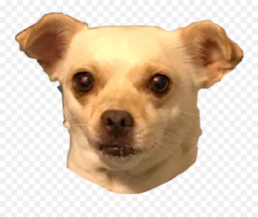 Chihuahua Dog Tacobell Chicachihuahua Chica Chihuahuaby - Chihuahua Emoji,Chihuahua Emoji