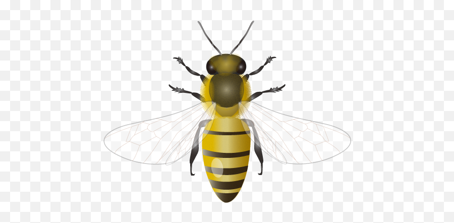 Honey Bee Transparent Png Clipart - Honey Bee Images Png Emoji,Honey Bee Emoji