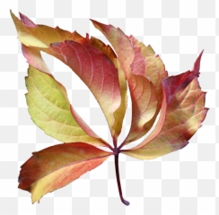 Autumn Leaf Autumn Leafage Leaf Leaves - Maple Leaf Emoji,Fallen Leaf Emoji