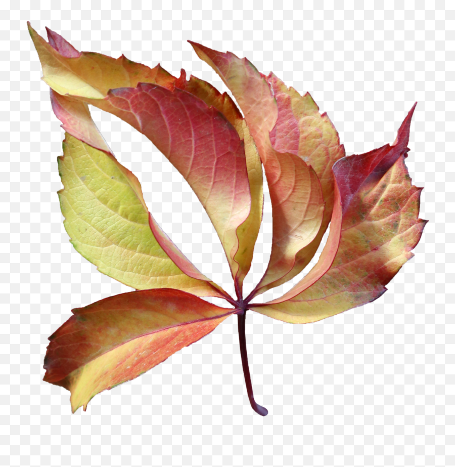 Autumn Leaf Autumn Leafage Leaf Leaves - Maple Leaf Emoji,Fallen Leaf Emoji