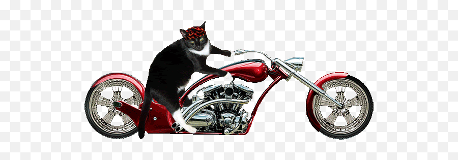 Top Bikers Revenge Stickers For Android - Animated Biker Cat Gif Emoji,Biker Emoticon