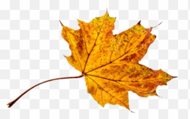 Mapleleaves Autumnleaves Leaves Leaf Maple Autumn Falle - Folhas De Outono Png Emoji,Fallen Leaf Emoji
