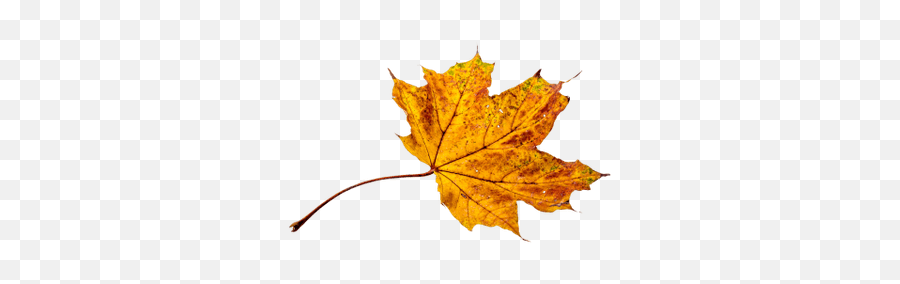 Mapleleaves Autumnleaves Leaves Leaf Maple Autumn Falle - Folhas De Outono Png Emoji,Fallen Leaf Emoji