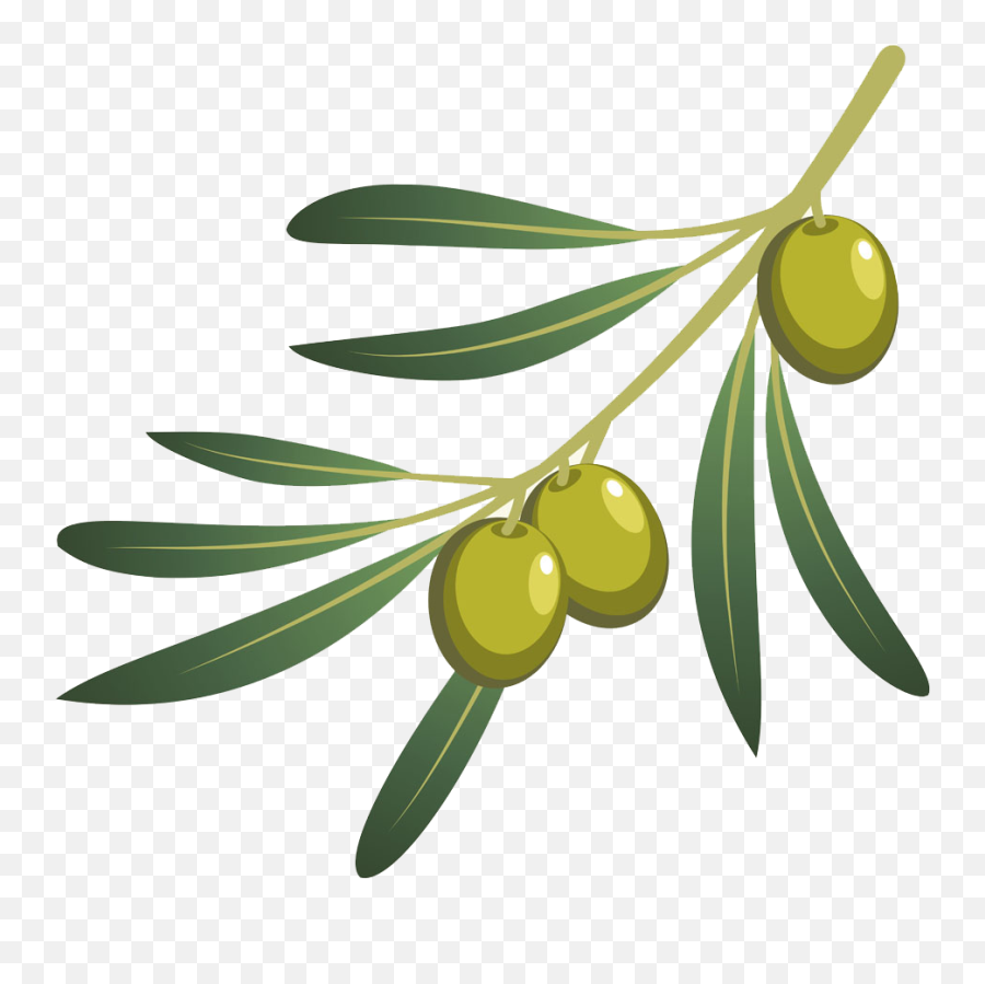 Olive Oil Olive Branch - Transparent Png Olive Branch Emoji,Olive Branch Emoji