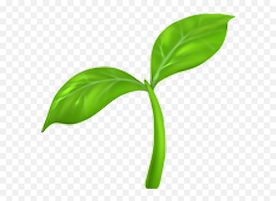 Emoji Emojisticker Sprout - Transparent Background Plant Emoji,Sprout Emoji