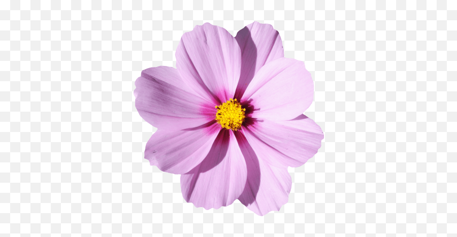 Blossom Png And Vectors For Free - Transparent Real Flowers Png Emoji,Sakura Blossom Emoji