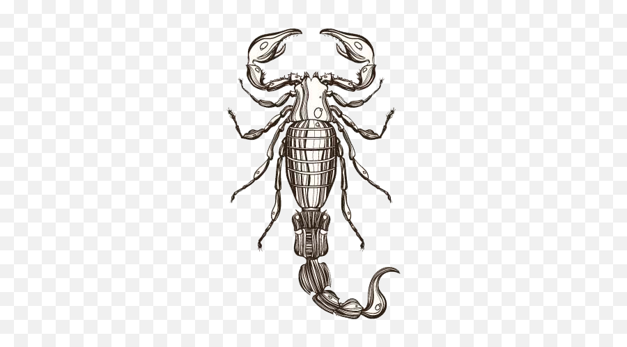 Drawing Scorpions Insect Picture - Scorpion Illustration Drawing Emoji,Scorpion Emoji