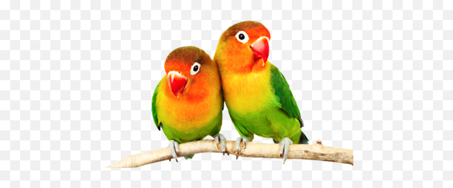 Pet Peeps - Love Birds Hd Png Emoji,Coffee And Poodle Emoji