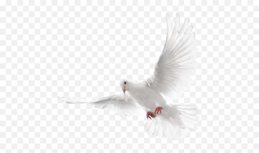 Black Friday Sale - Limited Offer Only User Aj181294 0 150 Holy Spirit Dove Png Emoji,Pigeon Emoji
