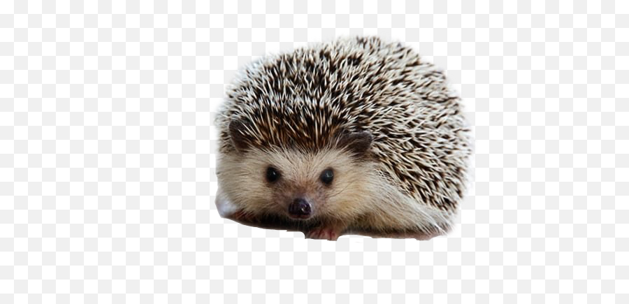 Edit - Happy Hedgehog Emoji,Porcupine Emoji