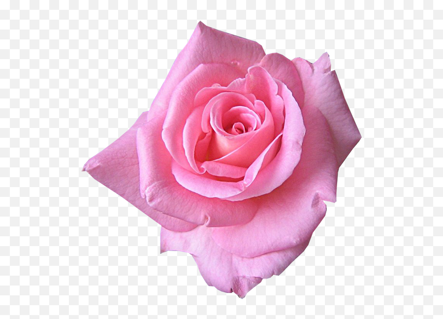 Pink Rose Psd Official Psds - Pink Rose Emoji,Pink Rose Emoji