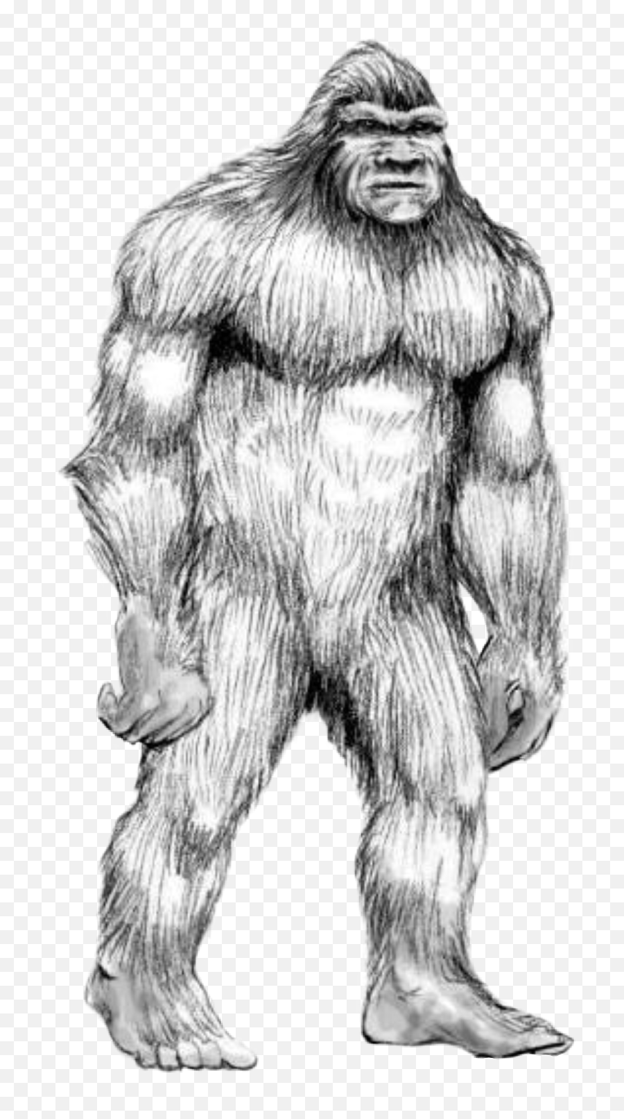 Handdrawn Sasquatch Bigfoot Wildman - Bigfoot Drawing Emoji,Sasquatch Emoji