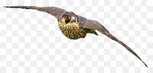 Hawk Eagle Bird Raptor Falcon Freetoedit - Emoji