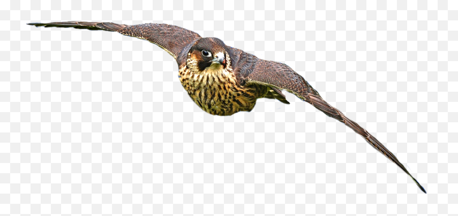Hawk Eagle Bird Raptor Falcon Freetoedit - Hawk Emoji,Falcon Emoji