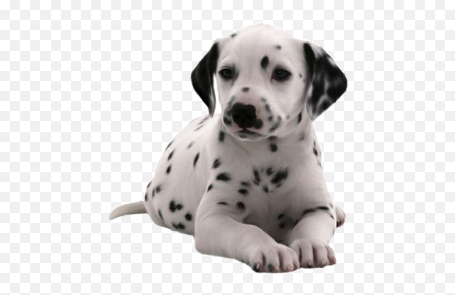 Puppy Dalmatian Cute Dog Animal Niche Emoji,Dalmatian Emoji
