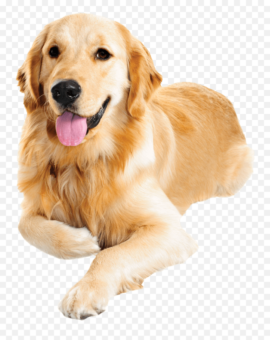 Dog Food Cat Food Pet Food - Golden Retrievers Ear Canal Emoji,Dog Food Emoji