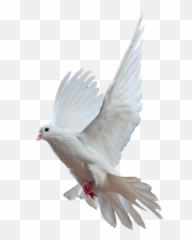 Pigeon Png Images Free Pigeon Png Pictures Download - Udti Hui Kabootar Ki Emoji,Pigeon Emoji