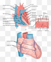 Figure 40 03 02ab - False Valves Of Heart Emoji,Blood Type Emoji