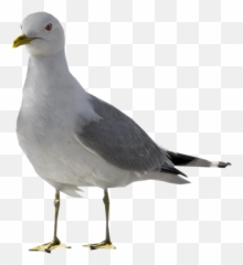 Seagull - Seagull Png Emoji,Seagull Emoji