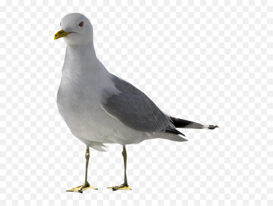 Seagull - Seagull Png Emoji,Seagull Emoji