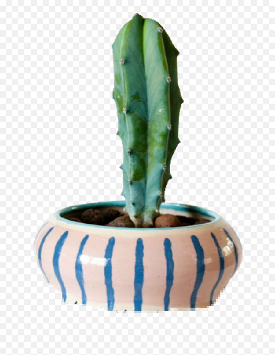 Cactus Plants Potted - San Pedro Cactus Emoji,Potted Plant Emoji