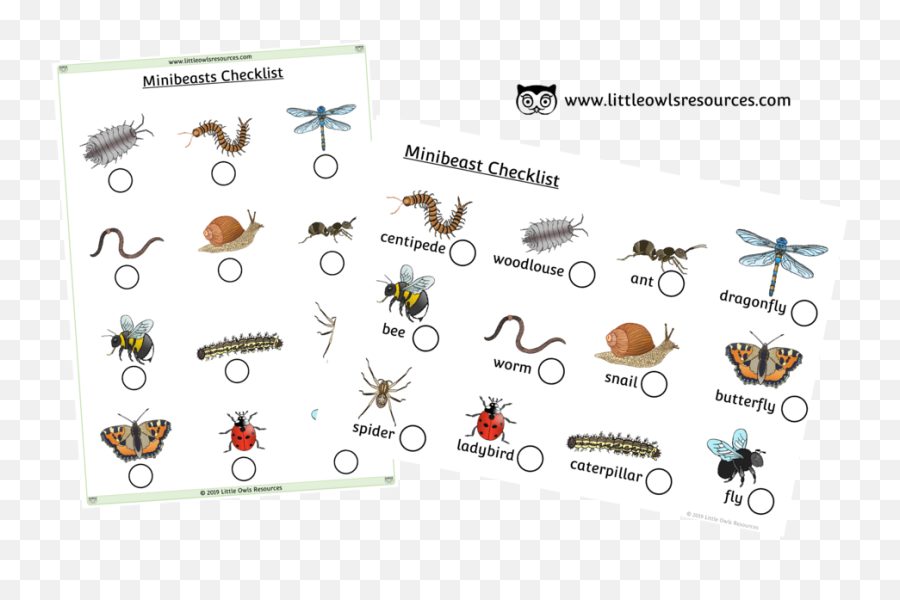 Life Cycle Cards Printable Early Years Emoji,Zzz Ant Ladybug Ant Emoji