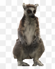 Lemur Freetoedit - Meerkat Emoji