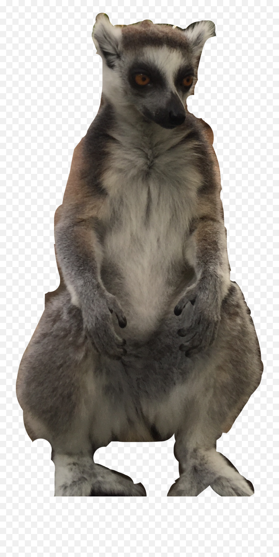 Lemur Freetoedit - Meerkat Emoji,Mongoose Emoji