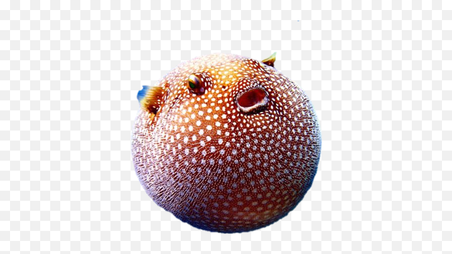 The Most Edited Pufferfish Picsart - Fish Puffer Emoji,Blowfish Emoji