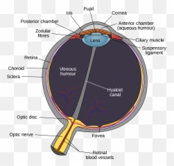 Focus Clipart Eyesight Focus Eyesight Transparent Free For - Hyaloid Canal In Eye Emoji,Disc Golf Emoji