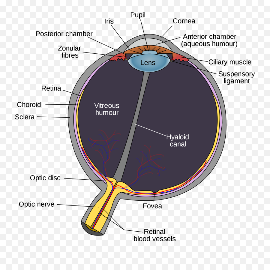 Focus Clipart Eyesight Focus Eyesight Transparent Free For - Hyaloid Canal In Eye Emoji,Disc Golf Emoji