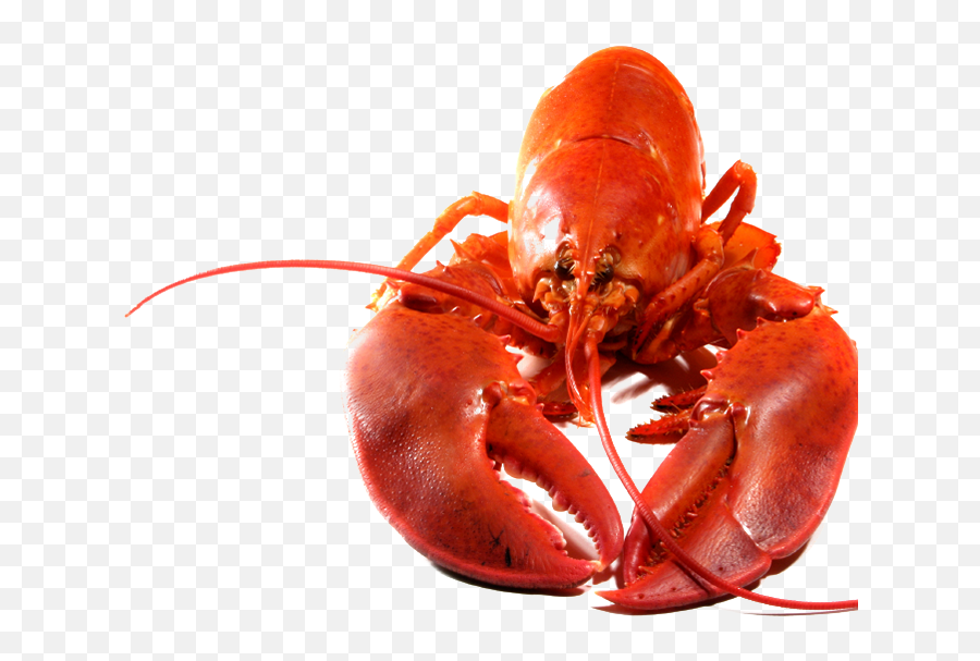 Lobster Png Transparent Image - Transparent Background Lobster Png Emoji,Lobster Emoji