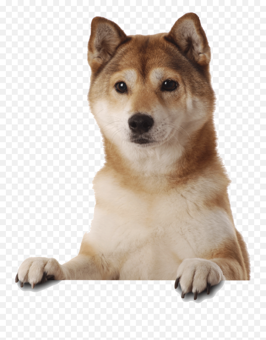 Tag For Doge Dog Meme Shiba Inu Dogs Pinterest Dog And - Shiba Inu Puppy Cam Emoji,Doge Emoji