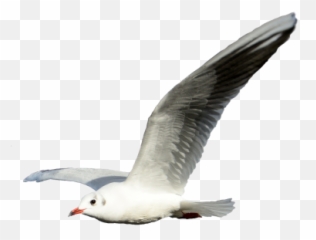 Hungry Png And Vectors For Free - Flying Seagull Transparent Background Emoji,Seagull Emoji