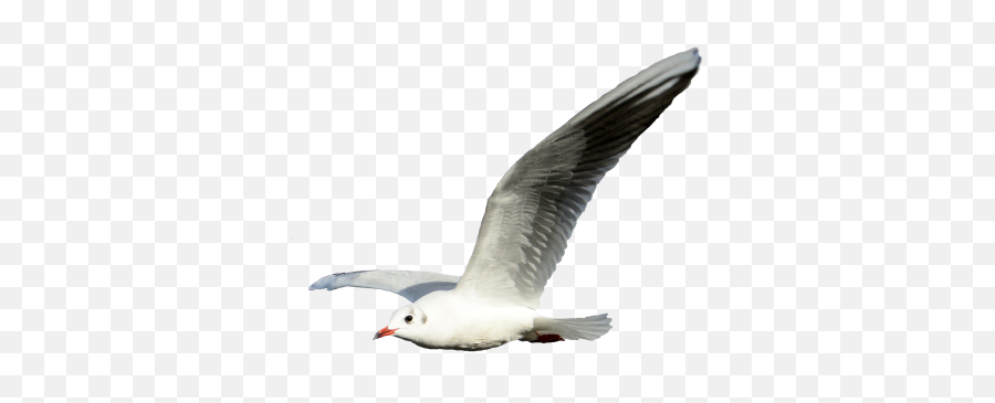 Hungry Png And Vectors For Free - Flying Seagull Transparent Background Emoji,Seagull Emoji