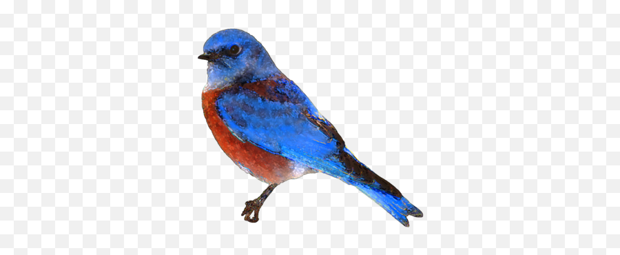 Bluebird - Transparent Background Blue Bird Png Emoji,Bluebird Emoji