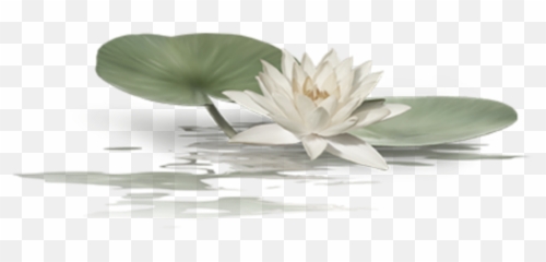 Ftestickers Water Lilypad Flower - Créations Tube Psp Paysage Hiver Emoji,Lily Pad Emoji