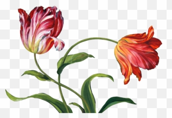 Tulips Transparent Png Image - Freepngdesigncom Painting Emoji,Tulip Emoji