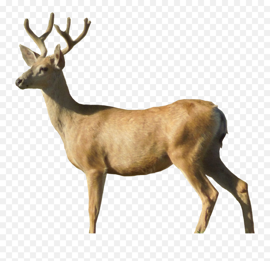 Free Deer Transparent Background Download Free Clip Art - Deer Transparent Png Emoji,Deer Emoji