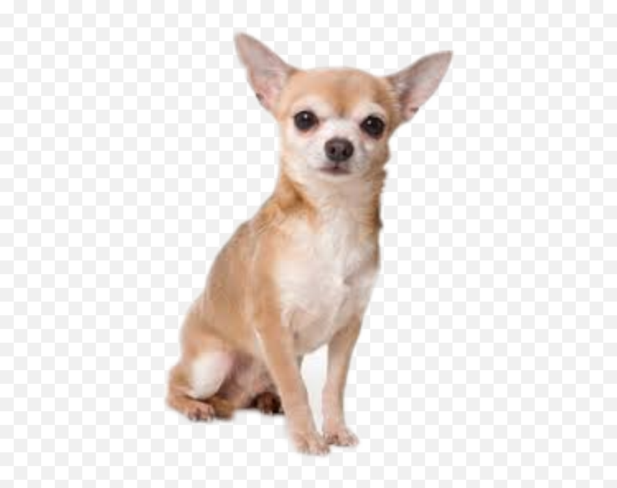Chihuahua Freetoedit - Chihuahua Dog Emoji,Chihuahua Emoji