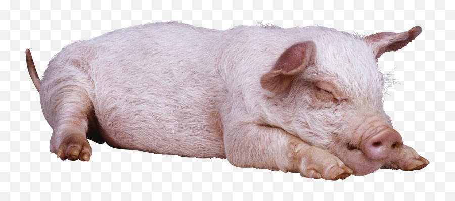 Pig Png Images Cartoon Pig Baby Pig Clipart - Free Sleeping Pig Png Emoji,Boar Emoji