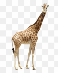 Giraffe - Sydney Emoji,Giraffe Emoji
